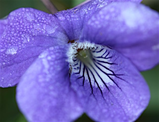Violet nectar guides
