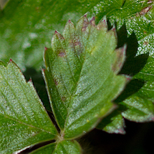 Barren Strawberry leaf