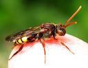 Flavous Nomad Bee