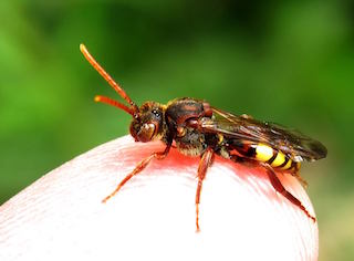 Nomada flave (photo: Andy Pay)