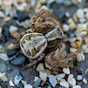 Common Crab Spider (photo by Amanda Scott)