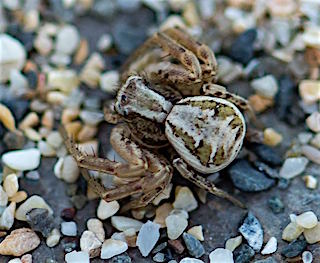 Common Crab Spider (photo by Amanda Scott)