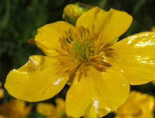 Creeping Buttercup (photo by Steve Townsend)
