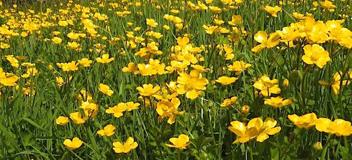 Field of Creeping Buttercup (photo by Steve Townsend)