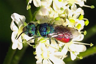 Ruby-tailed Wasp (photo: Andy Pay)