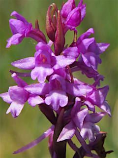 Fragrant Orchid (photo by Steve Townsend)