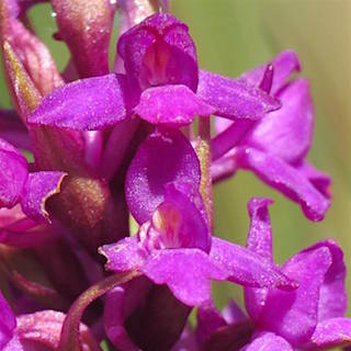 Fragrant Orchid (photo by Steve Townsend)