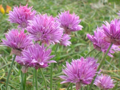 Wild chives