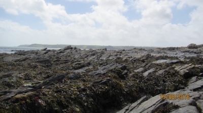 The Helford River Survey– regular long term monitoring of the Helford intertidal areas