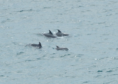 A small pod of bottlenose off St Agnes head, with a calf front right of picture keeping up with the adults, photo by Dan Murphy