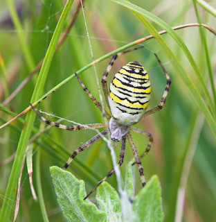 Wasp Spider (Allan Drewitt)