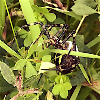 Wasp Spider (Rebecca Hughes)