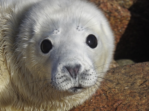 How to best help our precious and amazing grey seal pup