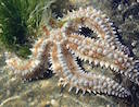 Spiny Starfish (photo: Steve Townsend)