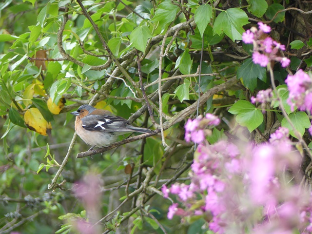 Chaffinch with early stages of Trichomonosis