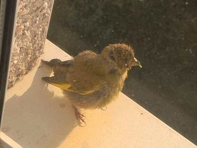 Greenfinch with late stages of Trichomonosis