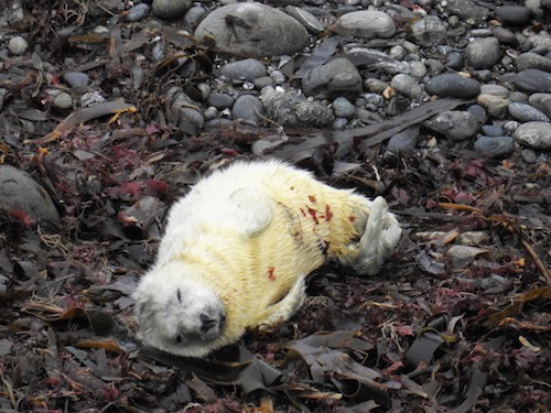 New born seal pup on the Lizard Photo by Alec Farr