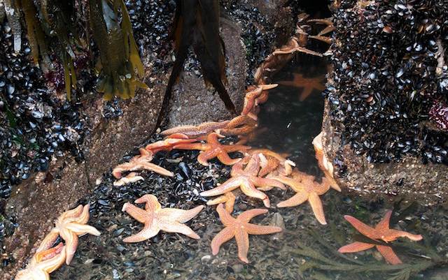 Common starfish eating mussels. Photo: John Archer-Thomson