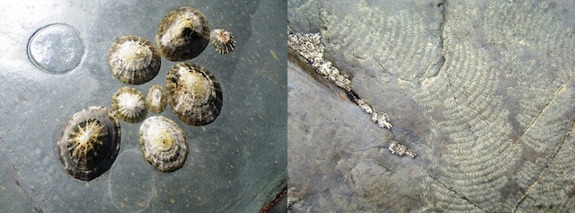 Limpets left and feeding marks left by the radula right. Photo: Caz Waddell