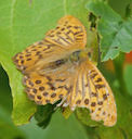 Silver-washed Fritillary, butterfly, The Lizard