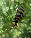 Golden-haired Longhorn Beetle, Leptura aurulenta, Cornwall, Erisey Barton, The Lizard