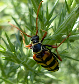 Golden-haired Longhorn Beetle, Hornet Beetle, The Lizard, Cornwall