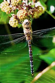 Migrant Hawker, dragonfly, Cornwall, The Lizard