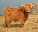Highland Cow, Mullion Cliffs, Cornwall