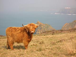 Highland Cow, Mullion Cliffs, Cornwall