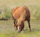 Shetland Pony, Goonhilly, Cornwall