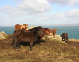 Shetland Ponies, Mullion Cliffs, Cornwall