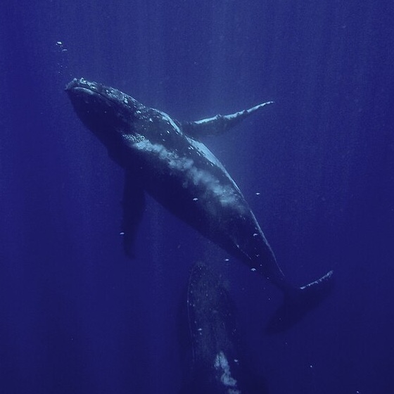 Humpback Whale