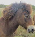 Exmoor Pony, the-lizard.org, Cornwall