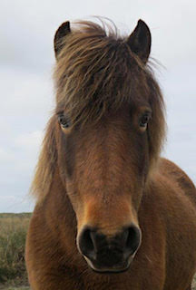 Exmoor Pony, The Lizard, Cornwall