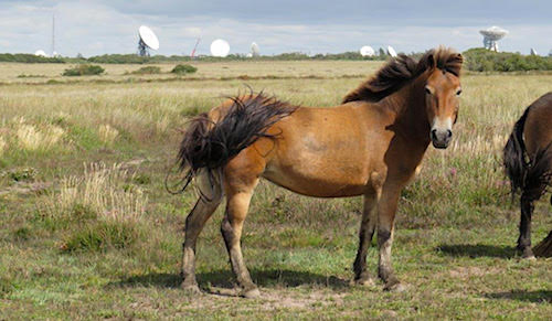 Exmoor Pony, The Lizard, Cornwall