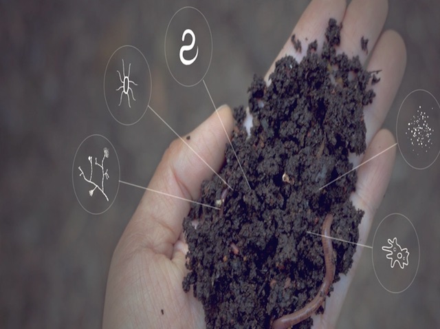Soil sample