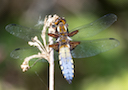 Broad-bodied Chaser, Windmill Farm, Cornwall
