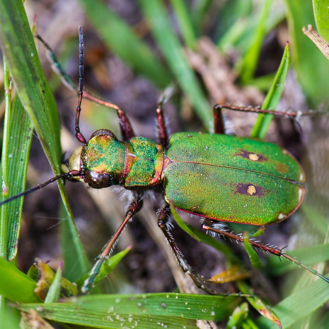 Green Tiger Beetle
