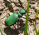 Green Tiger Beetle, Cornwall, The Lizard, Goonhilly