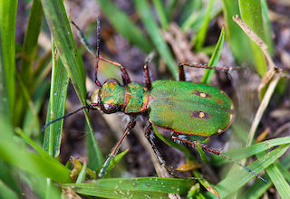 Green Tiger Beetle, Allan Drewitt, Natural England