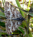 Common Heath moth, the-lizard.org, Cornwall