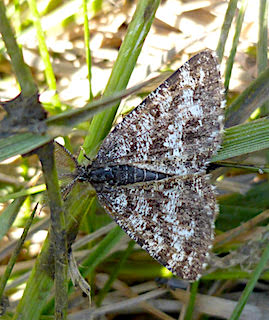 Common Heath moth, the-lizard.org, Cornwall