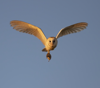 Barn Owl in flight (Richard Birchett)