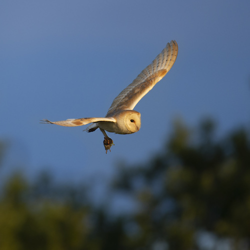 Barn Owl at sunset (Richard Birchett)