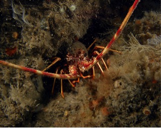Crawfish under a rock crevice. Credit: Natural England