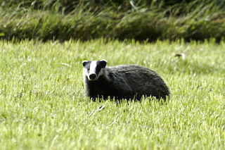 Badger by James Lindsey