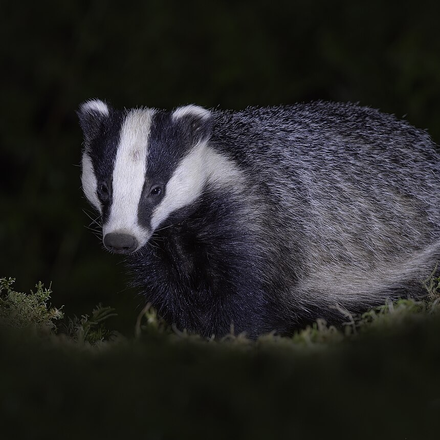 Badger