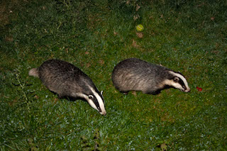 Foraging badgers, by Mark Robinson