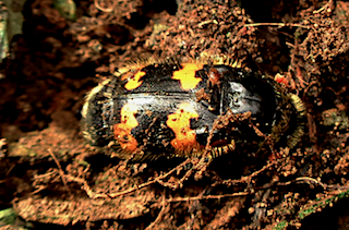 Sexton beetle, Debbie Sea-Kay, The Lizard, Cornwall