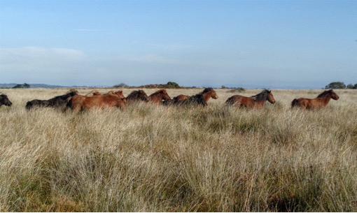 Ponies on Goonhilly Downs